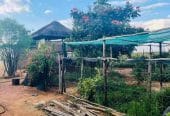 FARM FOR SALE IN TLOANENG